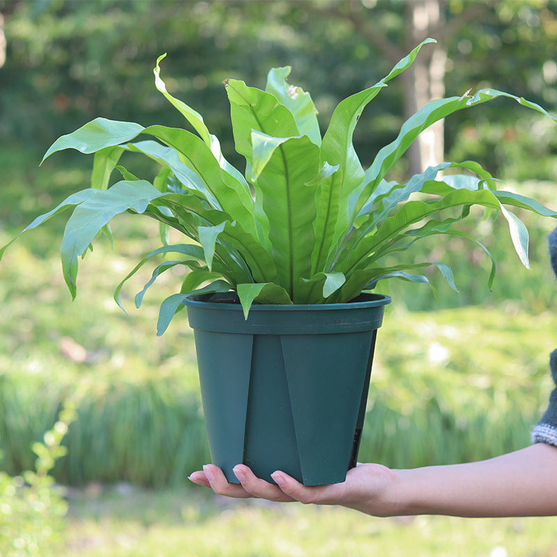 Dark Green Plastic Plant Pot With Saucer Flowers Vegetables Home Garden Decor