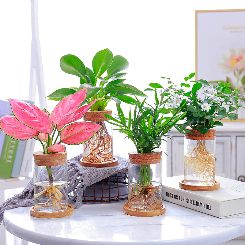 Terrarium Pot with Wooden Saucer Cylinder