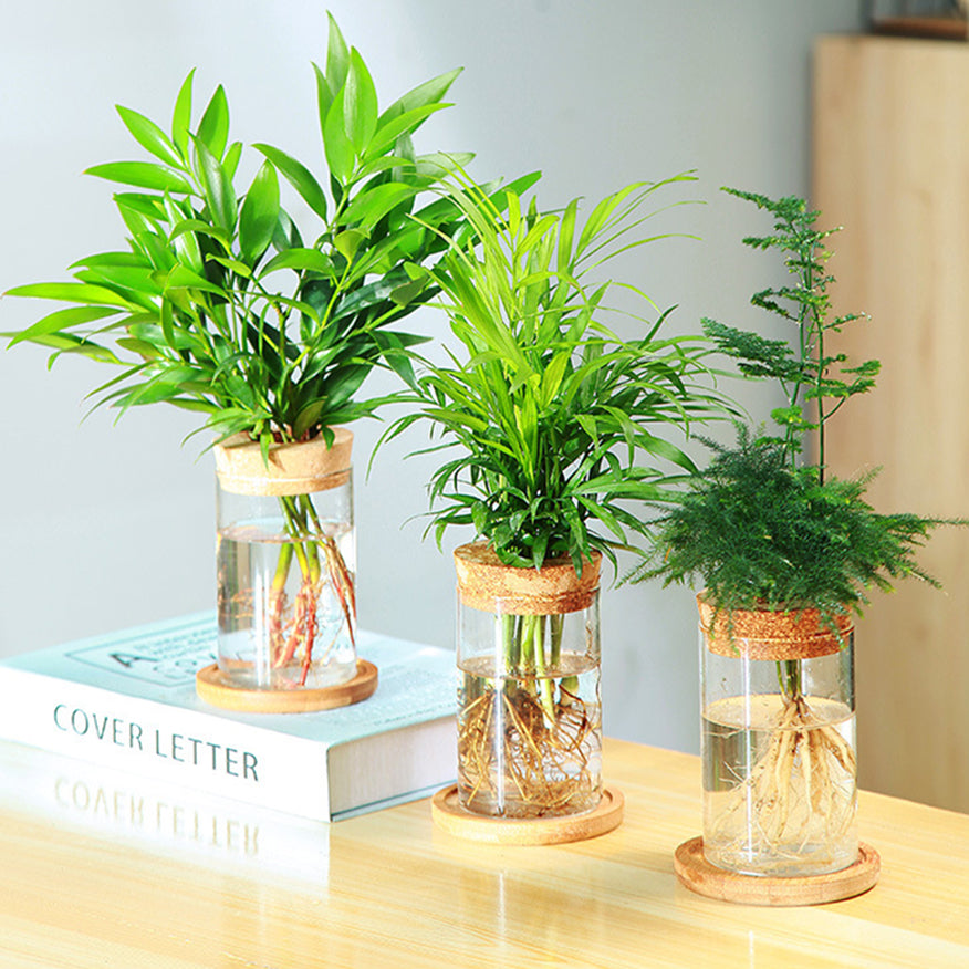 Terrarium Pot with Wooden Saucer Cylinder